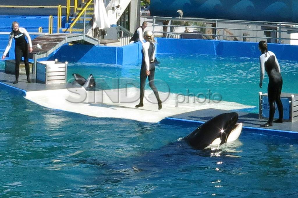 Atraksi Lolita Si Paus...