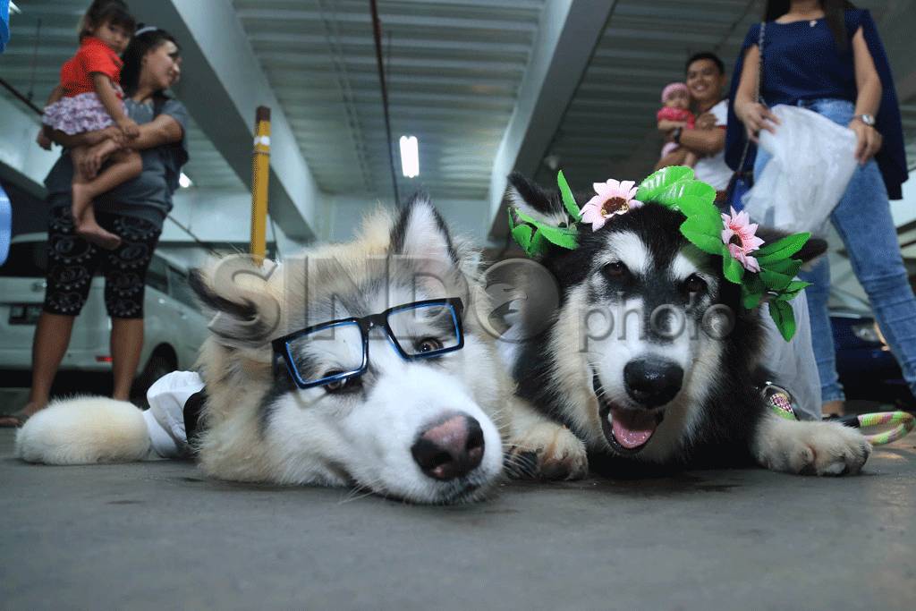 Uniknya Pernikahan Anjing