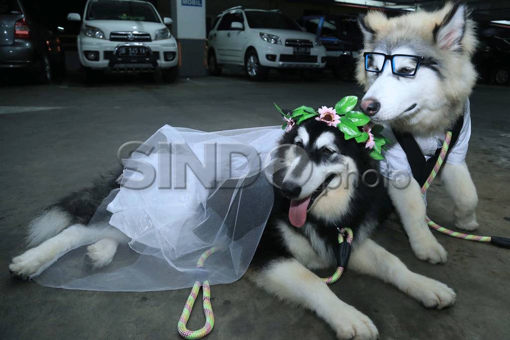 Uniknya Pernikahan Anjing