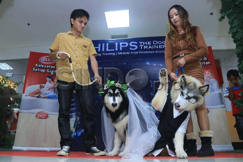 Uniknya Pernikahan Anjing