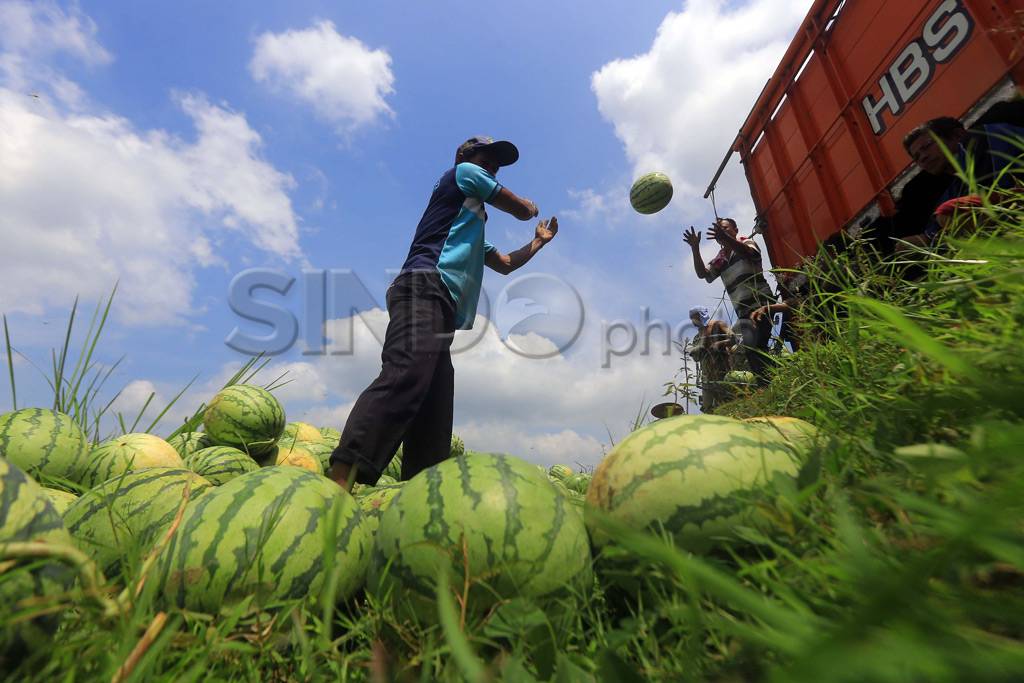 Hasil Panen Semangka...