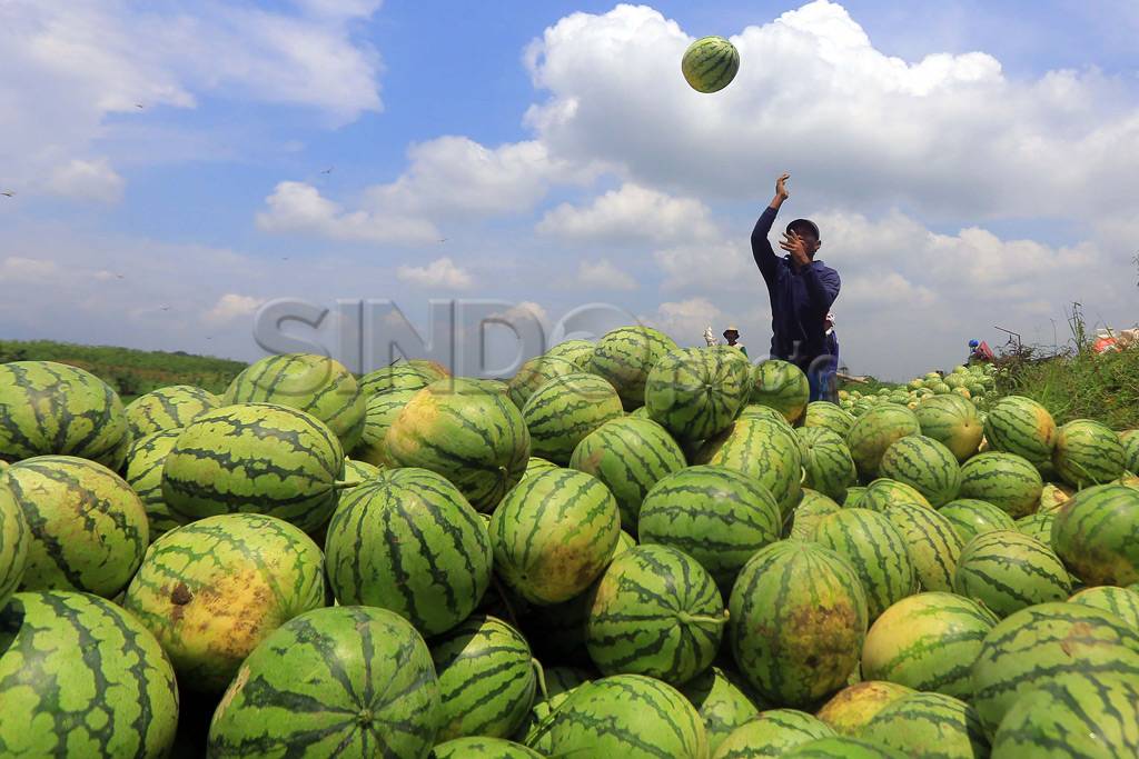 Hasil Panen Semangka...