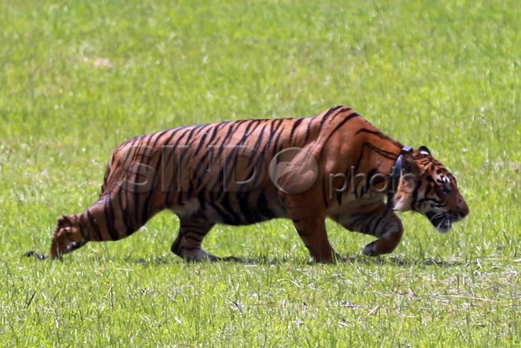 Tambling Wildlife Nature...