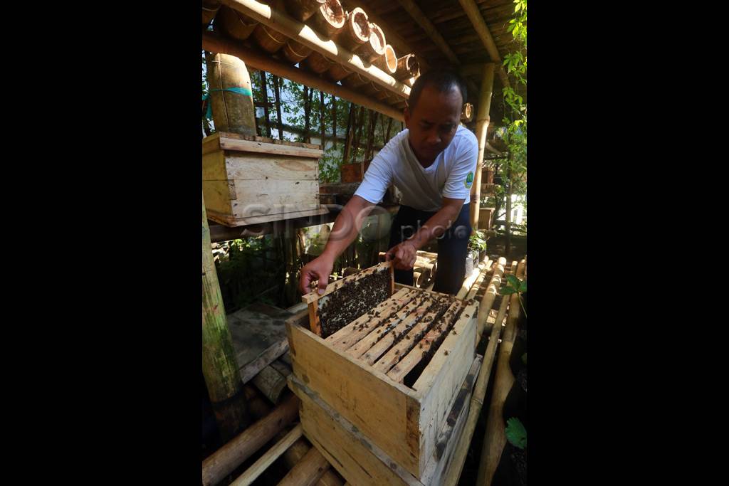 Penangkaran Madu Maribaya