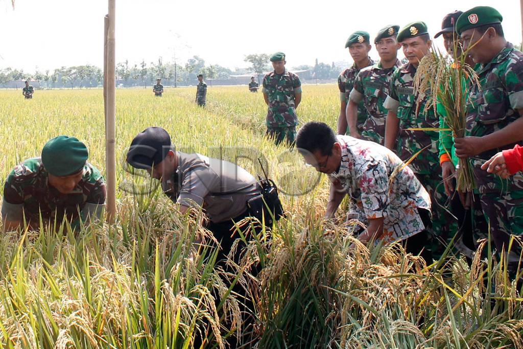 Panen Raya Dukung Ketahanan...