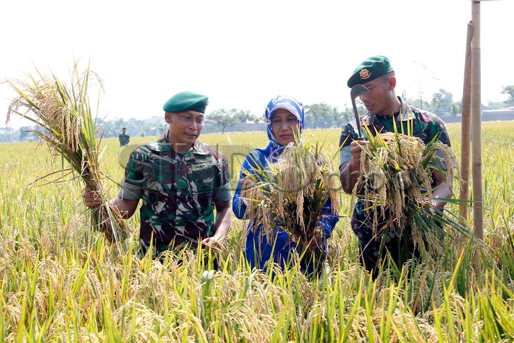 Panen Raya Dukung Ketahanan...