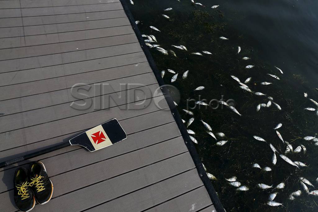 Ribuan Ikan Mati di...