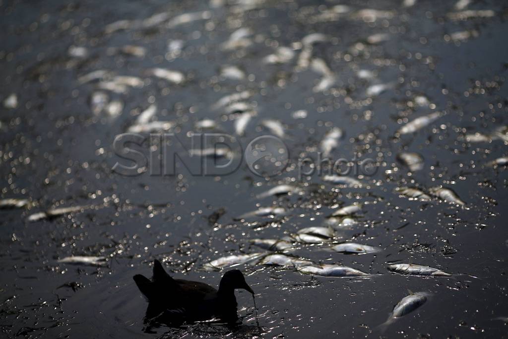 Ribuan Ikan Mati di...