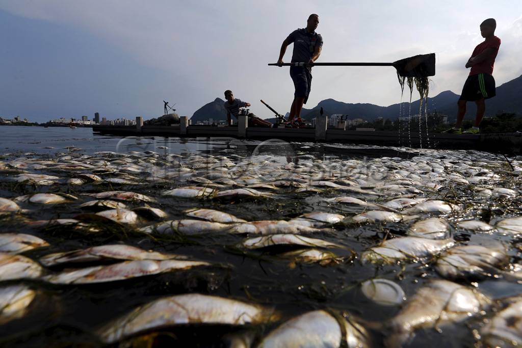Ribuan Ikan Mati di...