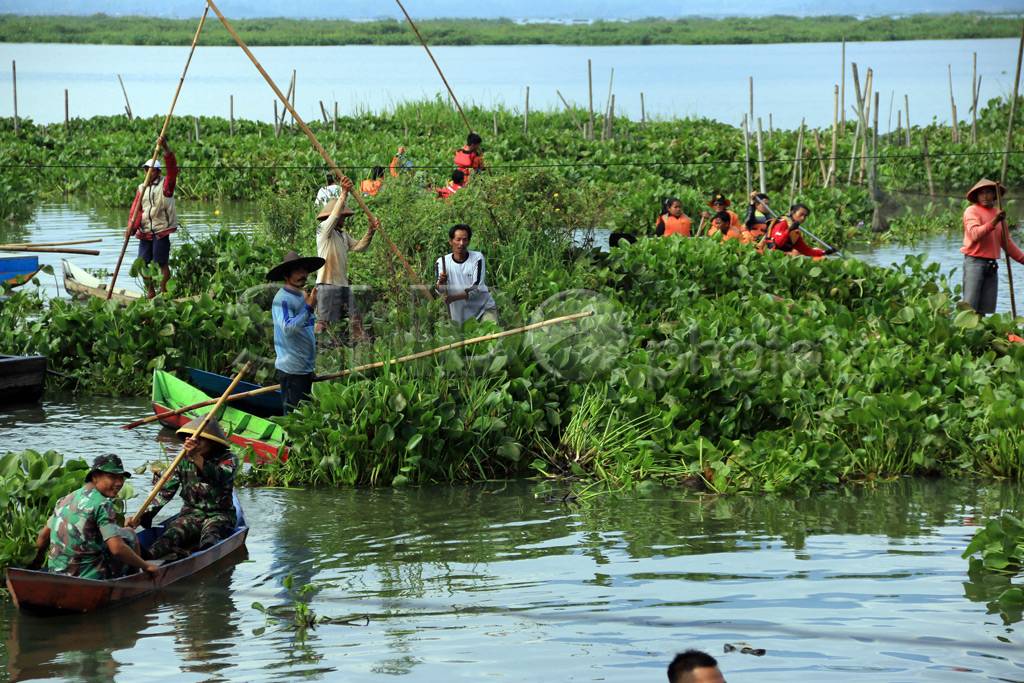 Bersihkan Rawa Pening