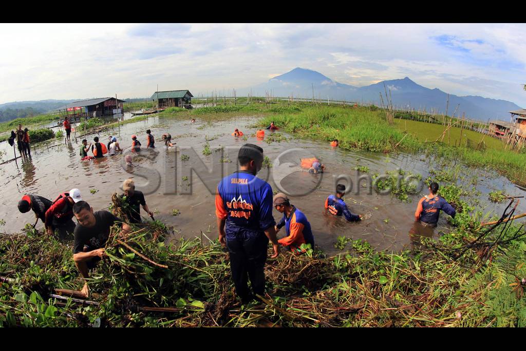 Bersihkan Rawa Pening