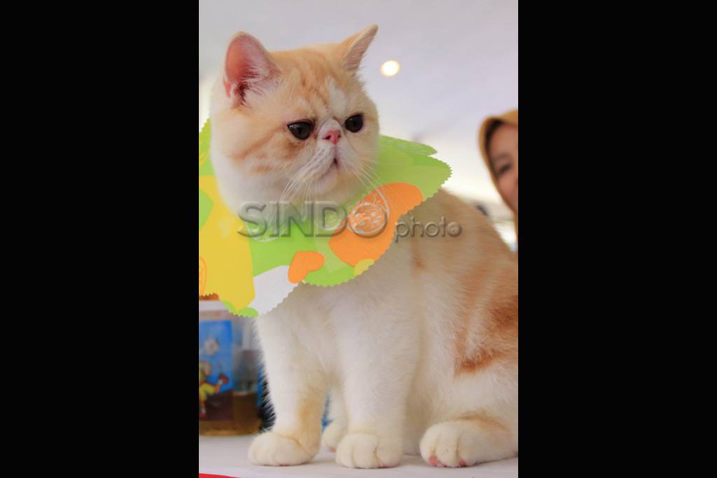 Ratusan Kucing Ikuti...