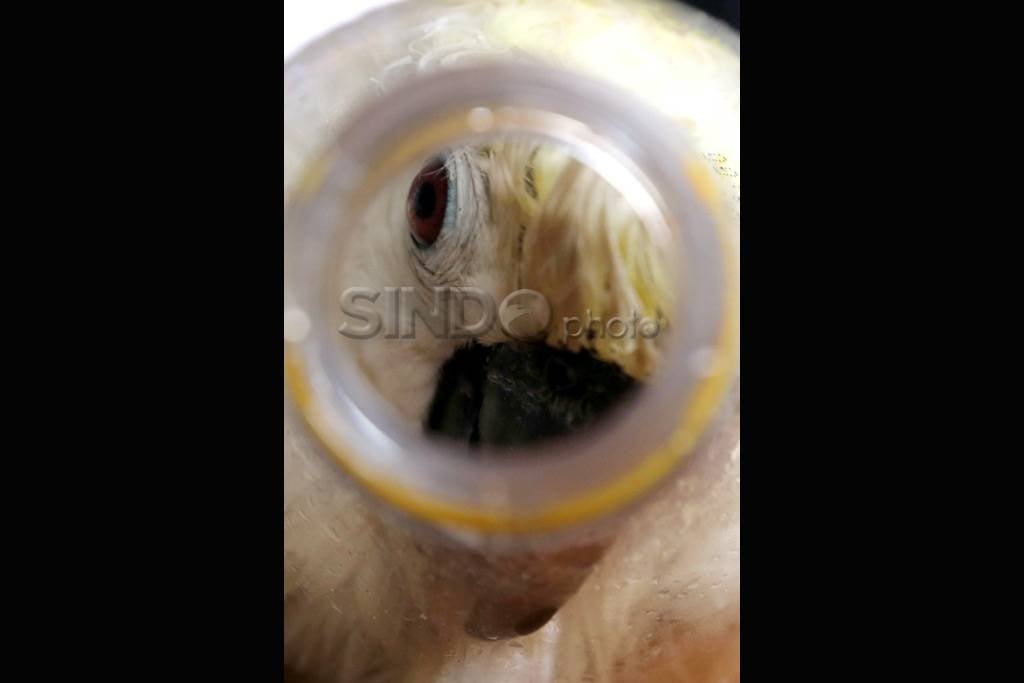 Burung Kakaktua Diseludupkan...