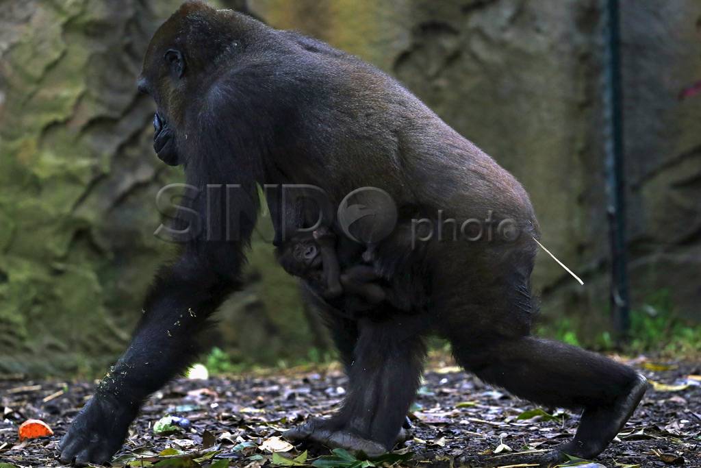 Bayi Gorilla Lahir di...
