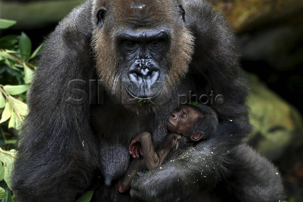 Bayi Gorilla Lahir di...