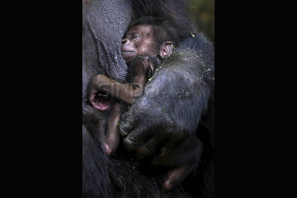 Bayi Gorilla Lahir di...