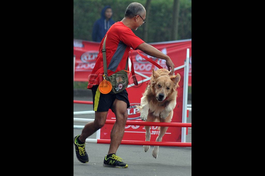 Purina Alpo Dog Run...