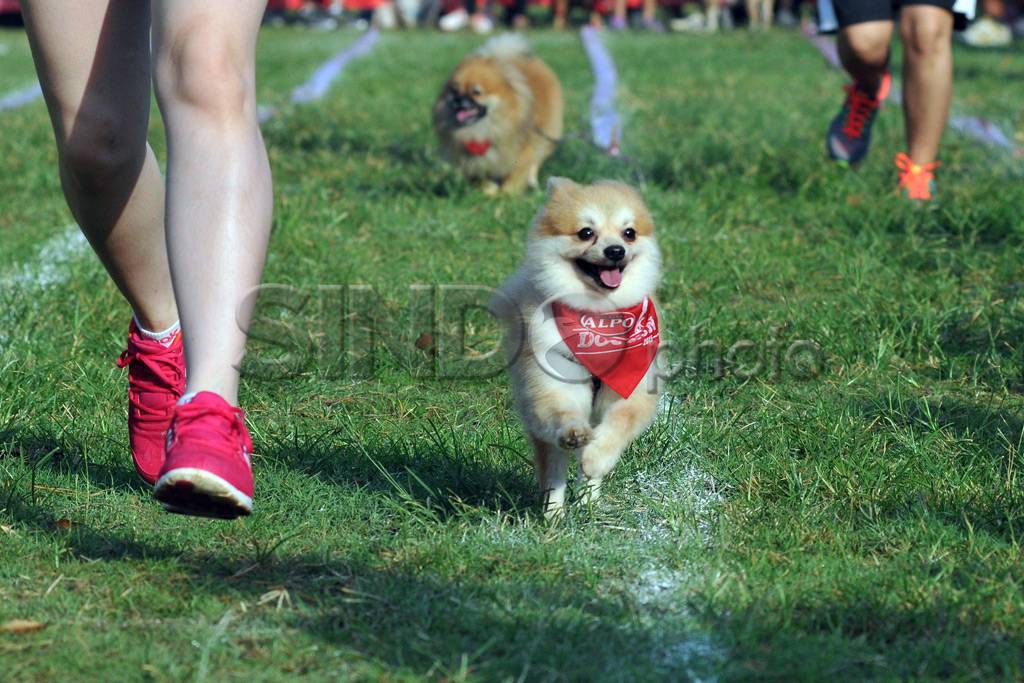 Purina Alpo Dog Run...