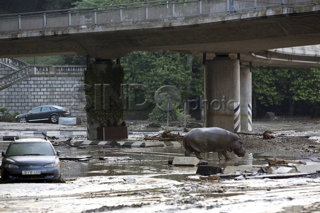 Banjir Gerogia, Satwa...