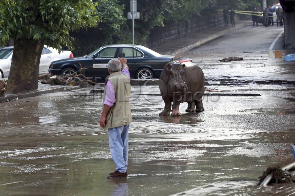 Banjir Gerogia, Satwa...