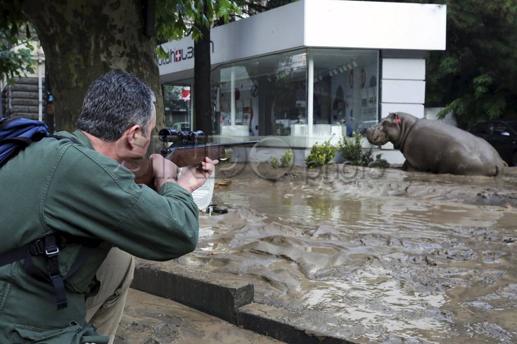Banjir Gerogia, Satwa...