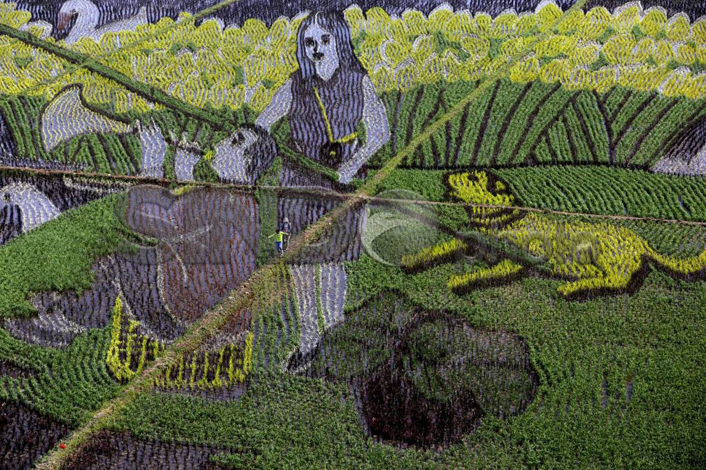 Mural Indah Hiasi Sawah...