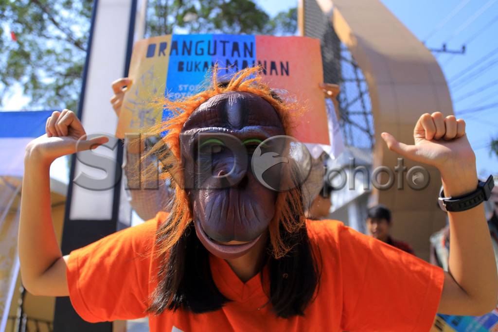 Orangutan Bukan Mainan