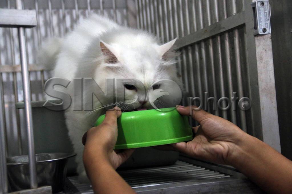 Penitipan Hewan Penuh...