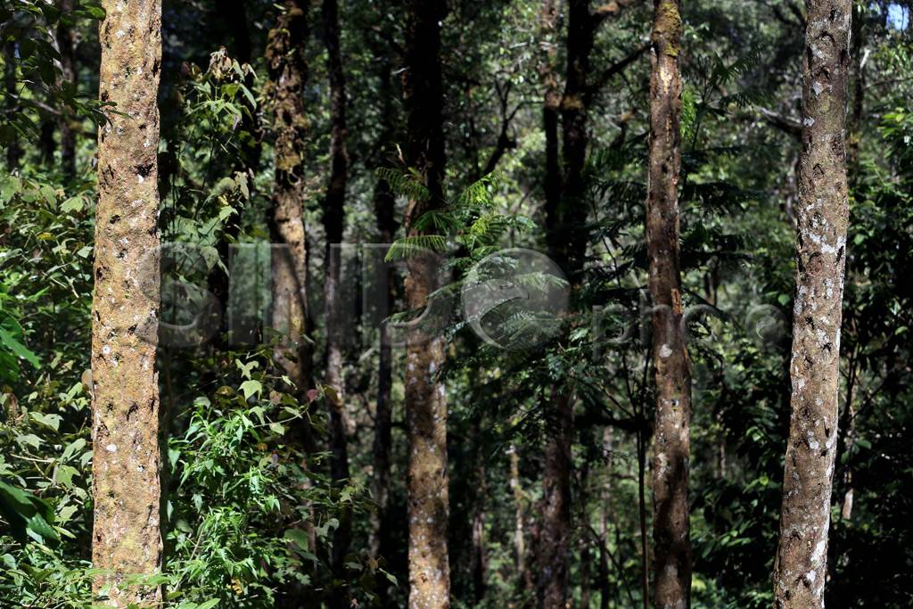 Hutan Kemenyan Batak...