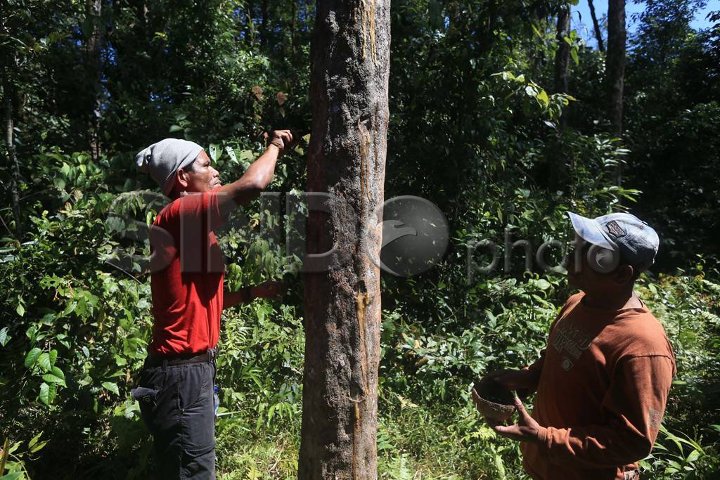 Hutan Kemenyan Batak...