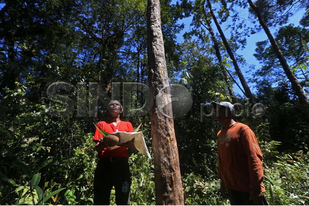 Hutan Kemenyan Batak...