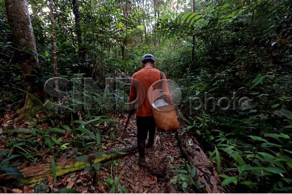 Hutan Kemenyan Batak...