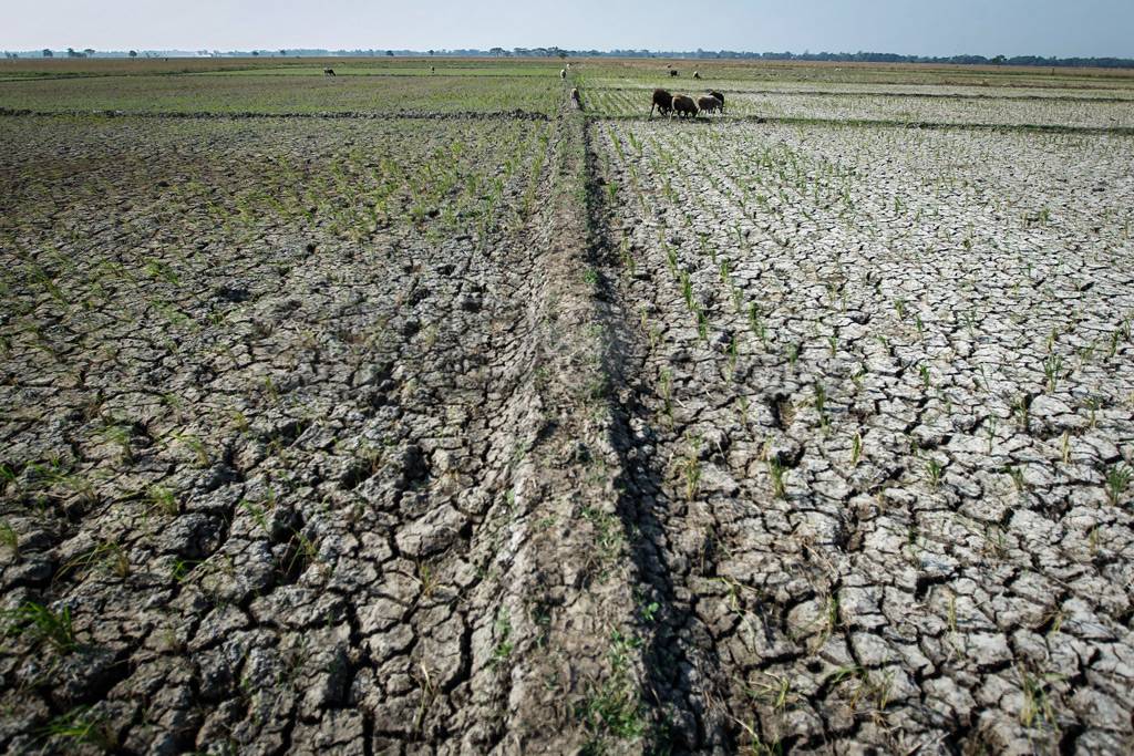 Musim Kemarau, Sawah...