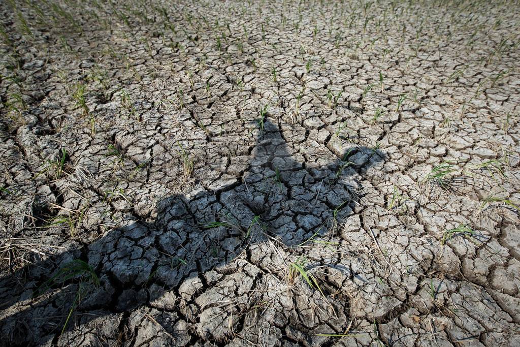 Musim Kemarau, Sawah...