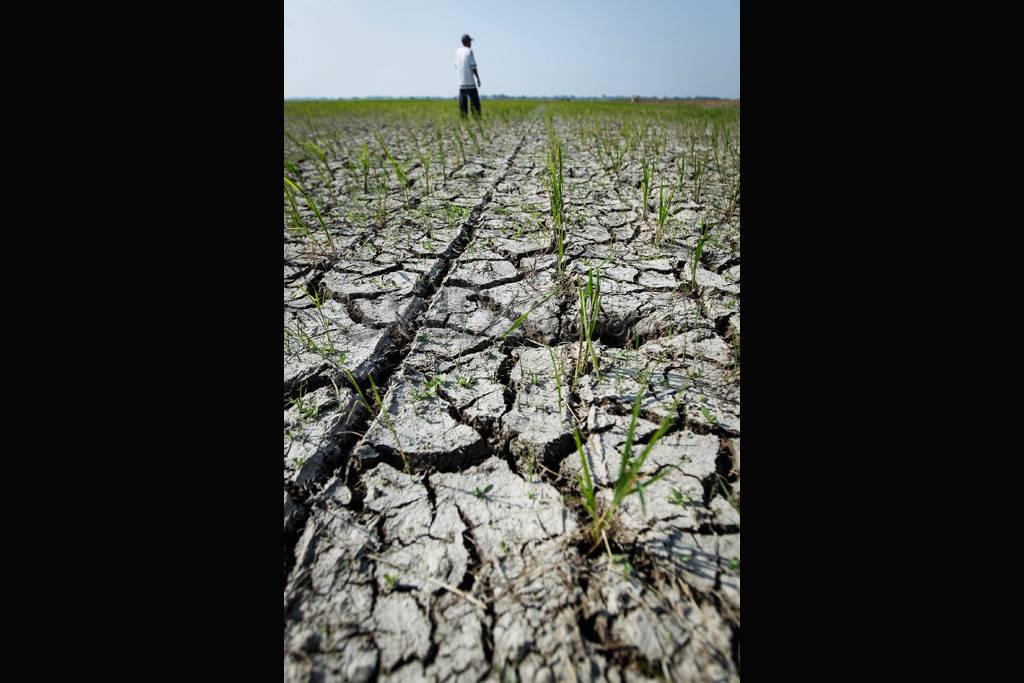 Musim Kemarau, Sawah...