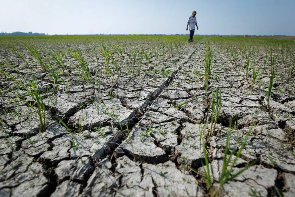 Musim Kemarau, Sawah...
