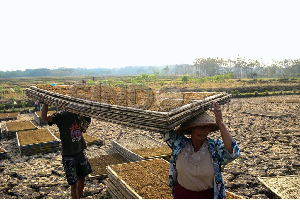 Manfaatkan Ladang Kering...