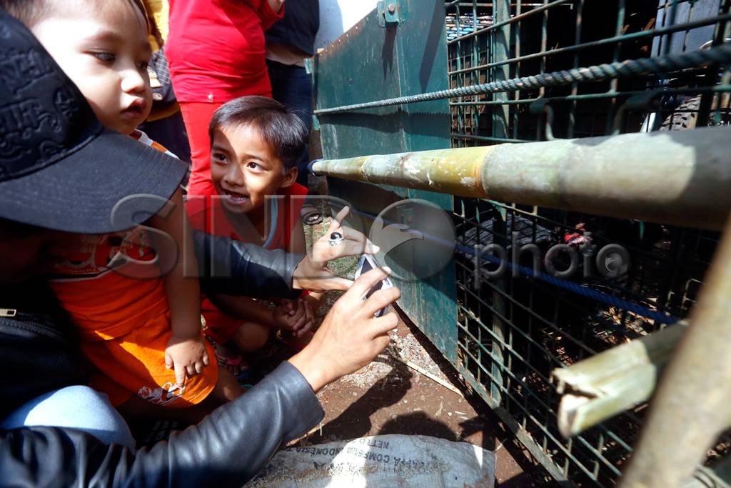 Macan Kumbang Luka di...