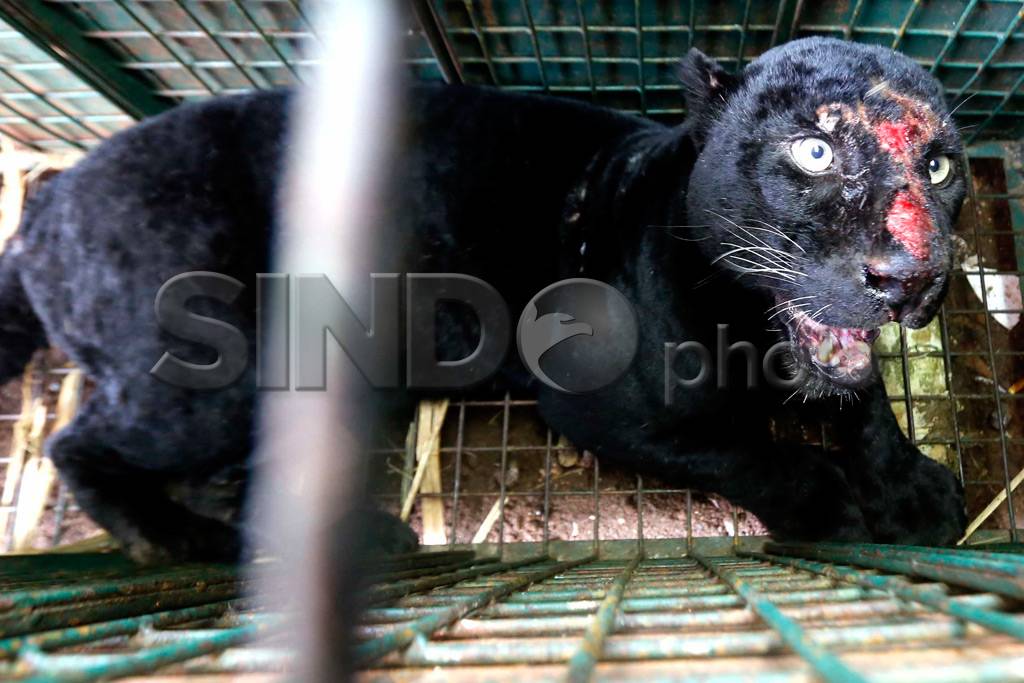 Macan Kumbang Luka di...