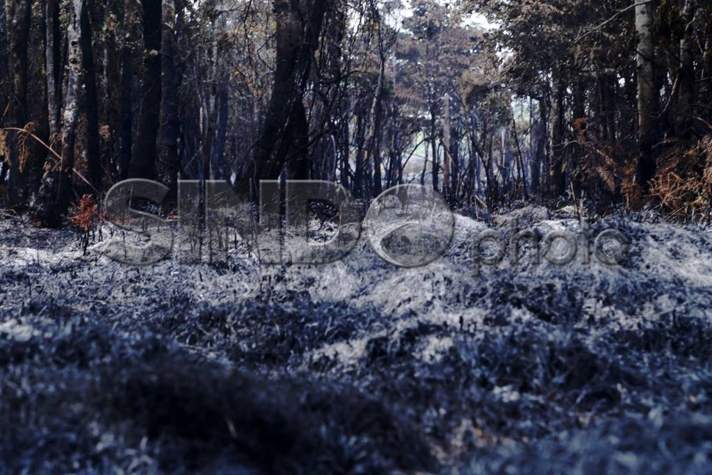 Kebakaran Gunung Papandayan...