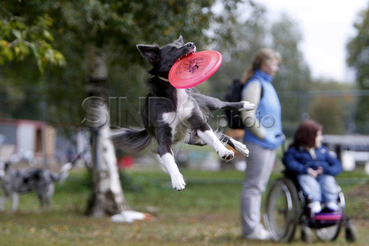 Kompetisi Frisbee Anjing...