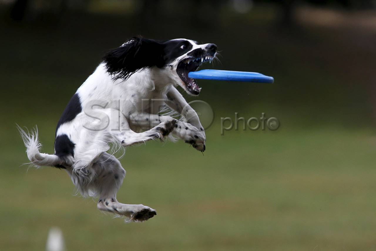 Kompetisi Frisbee Anjing...