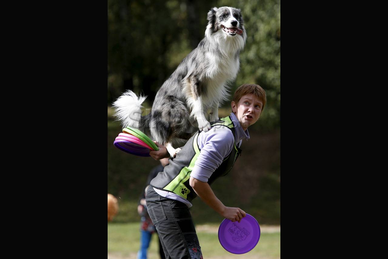 Kompetisi Frisbee Anjing...