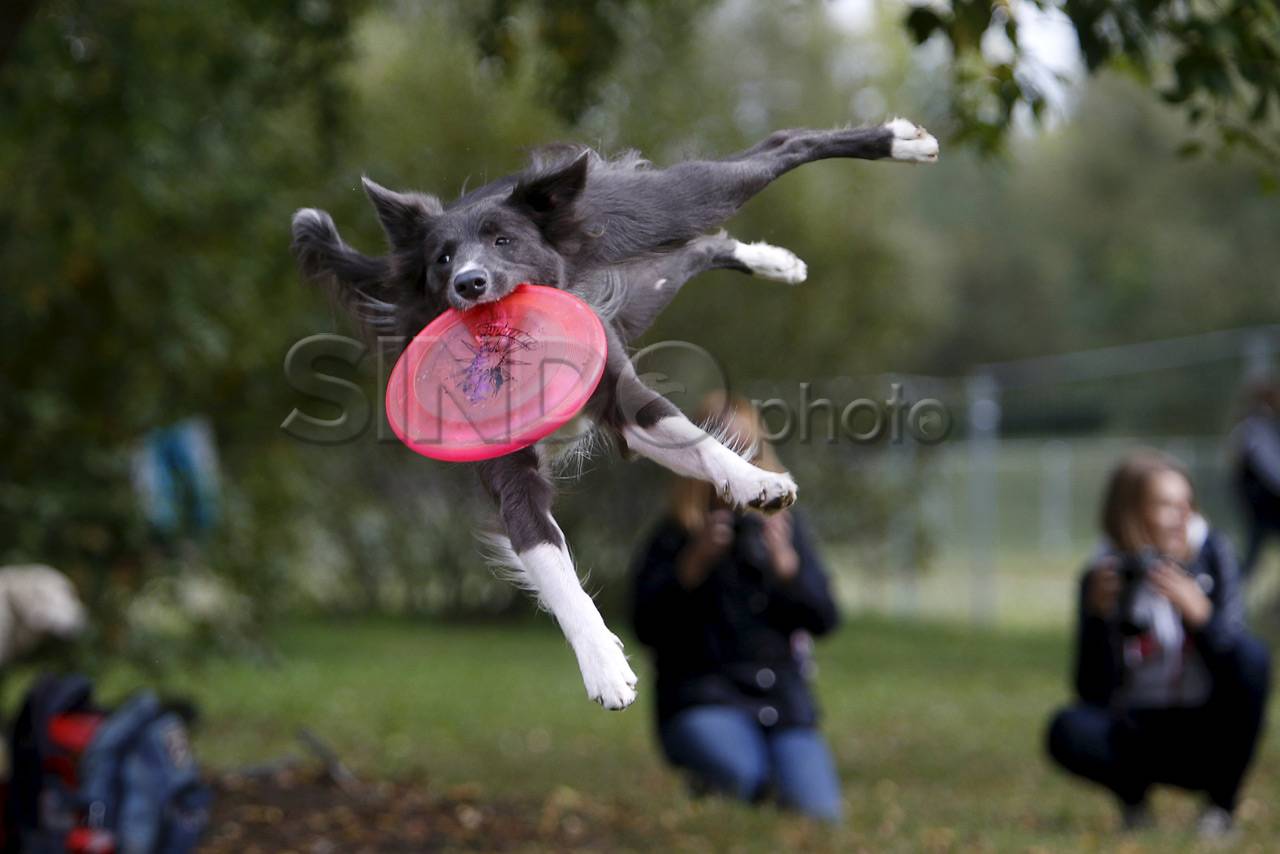 Kompetisi Frisbee Anjing...
