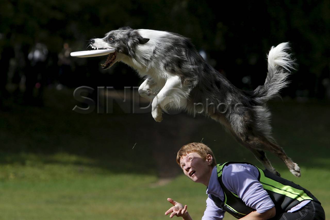 Kompetisi Frisbee Anjing...