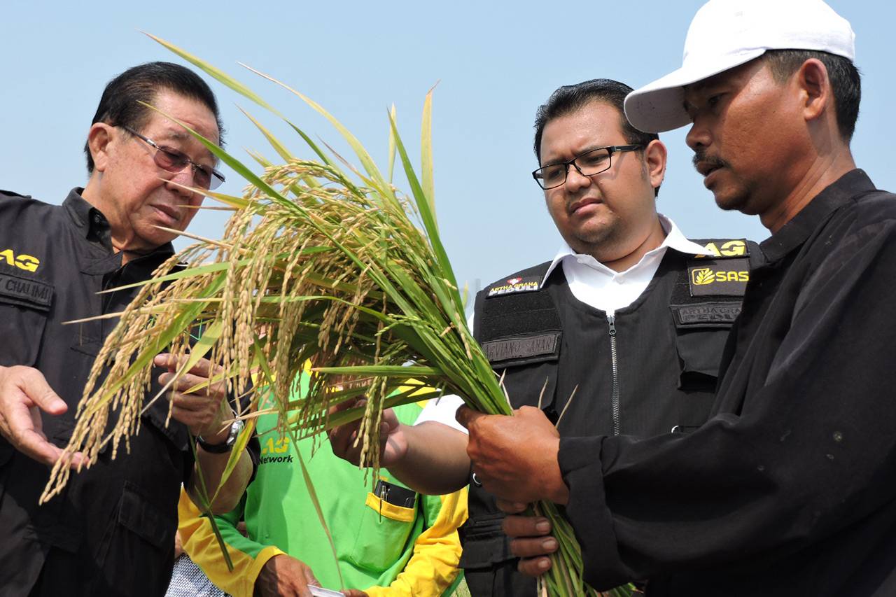 Panen Perdana Padi Hibrida...