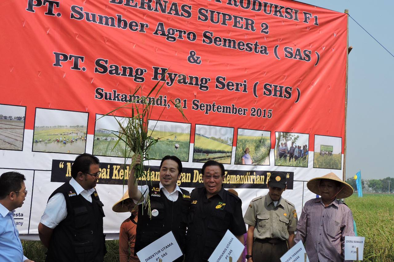 Panen Perdana Padi Hibrida...