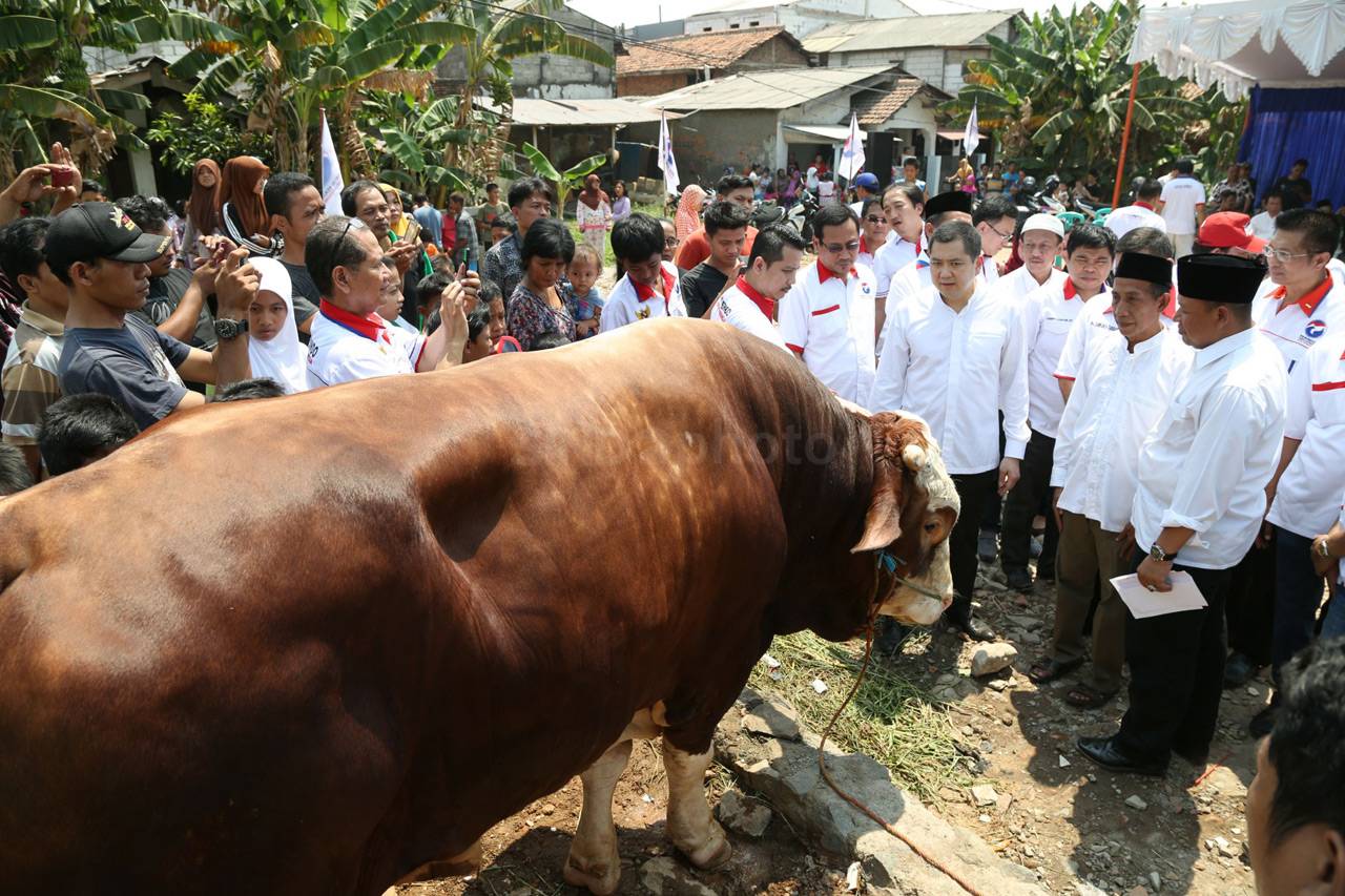 HT Serahkan Sapi Limosin...