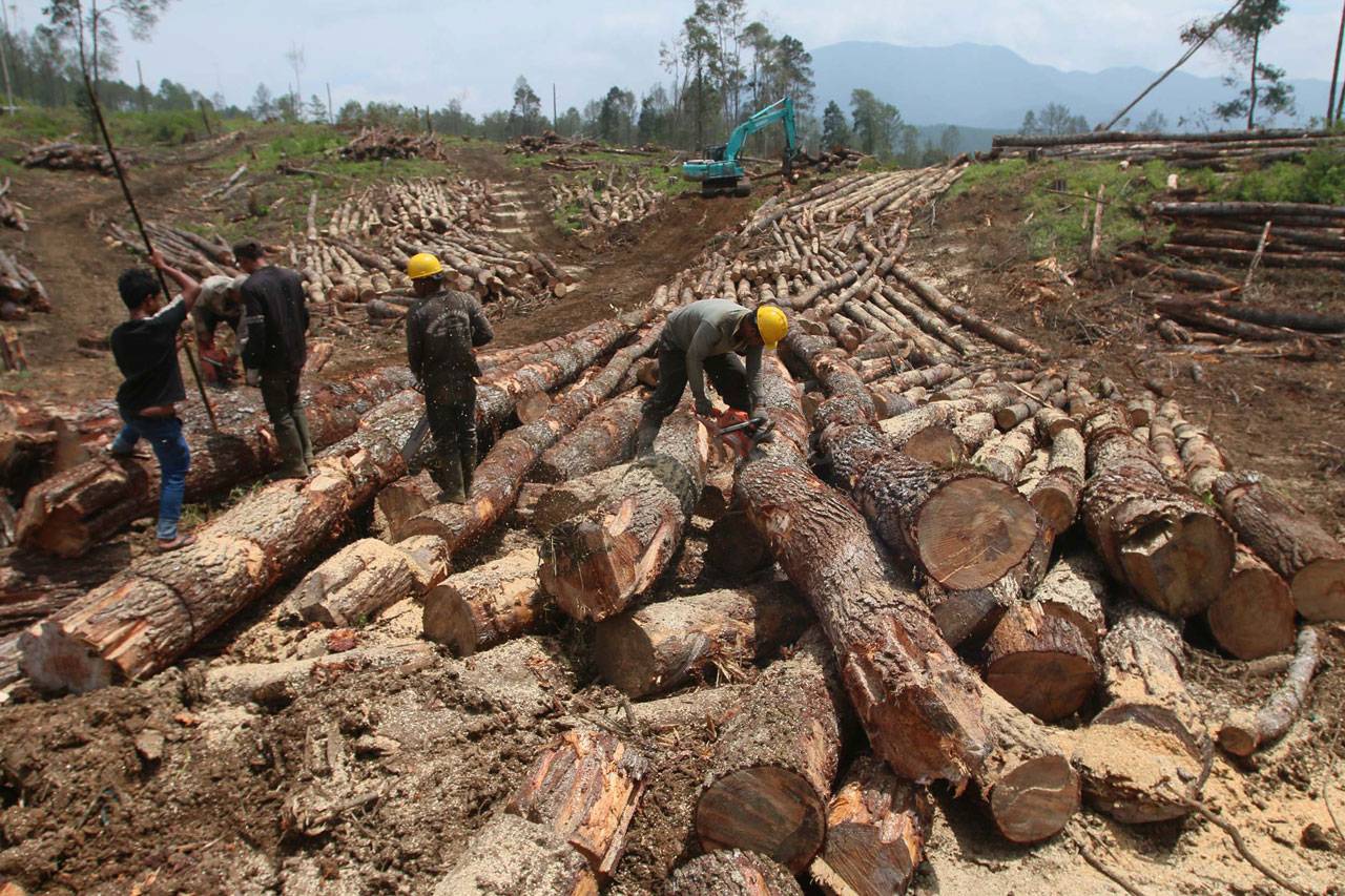 Lahan Baru Untuk Pengungsi...