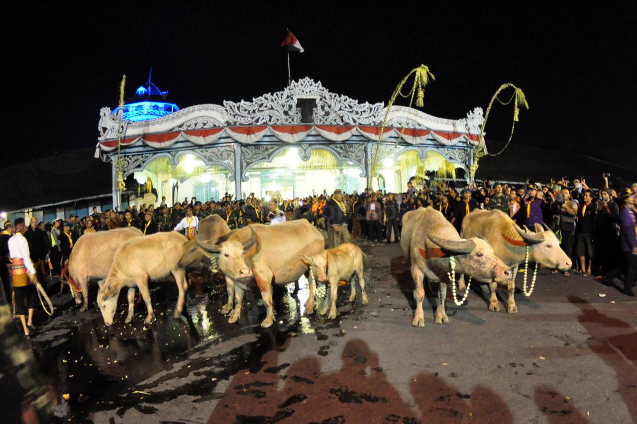 Kirab Kebo Bule Keraton...